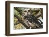 Saw-Whet Owl-W. Perry Conway-Framed Photographic Print