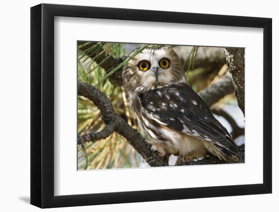 Saw-Whet Owl-W. Perry Conway-Framed Photographic Print