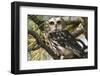 Saw-Whet Owl-W. Perry Conway-Framed Photographic Print
