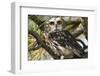 Saw-Whet Owl-W. Perry Conway-Framed Photographic Print