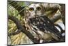 Saw-Whet Owl-W. Perry Conway-Mounted Photographic Print