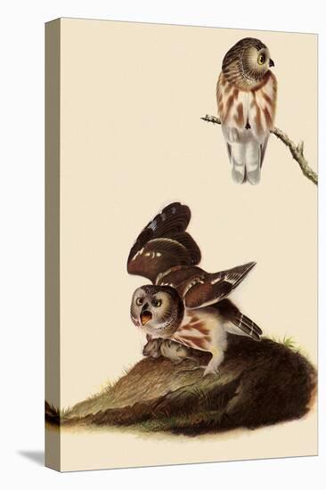 Saw-Whet Owls-John James Audubon-Stretched Canvas