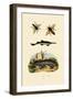 Sawfish, 1833-39-null-Framed Giclee Print