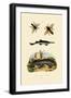 Sawfish, 1833-39-null-Framed Giclee Print