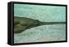Sawfish-null-Framed Stretched Canvas