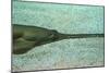 Sawfish-null-Mounted Photographic Print