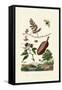 Sawfly, 1833-39-null-Framed Stretched Canvas