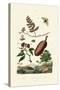 Sawfly, 1833-39-null-Stretched Canvas