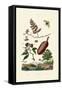 Sawfly, 1833-39-null-Framed Stretched Canvas