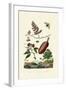 Sawfly, 1833-39-null-Framed Giclee Print