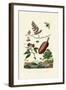 Sawfly, 1833-39-null-Framed Giclee Print