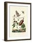 Sawfly, 1833-39-null-Framed Giclee Print