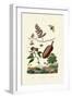 Sawfly, 1833-39-null-Framed Giclee Print