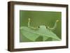 Sawfly larvae defensive posture, Peatlands Park, County Armagh, Northern Ireland. September-Robert Thompson-Framed Photographic Print