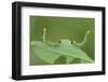 Sawfly larvae defensive posture, Peatlands Park, County Armagh, Northern Ireland. September-Robert Thompson-Framed Photographic Print