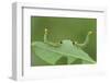 Sawfly larvae defensive posture, Peatlands Park, County Armagh, Northern Ireland. September-Robert Thompson-Framed Photographic Print