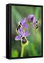 Sawfly Orchid Flowering Plant-null-Framed Stretched Canvas