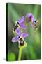 Sawfly Orchid Flowering Plant-null-Stretched Canvas