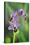 Sawfly Orchid Flowering Plant-null-Stretched Canvas