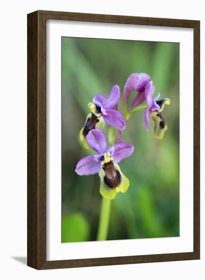 Sawfly Orchid Flowering Plant-null-Framed Photographic Print