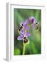 Sawfly Orchid Flowering Plant-null-Framed Photographic Print