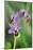 Sawfly Orchid Flowering Plant-null-Mounted Photographic Print