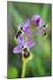 Sawfly Orchid Flowering Plant-null-Mounted Photographic Print