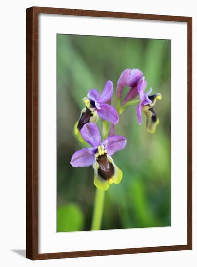 Sawfly Orchid Flowering Plant-null-Framed Photographic Print