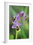 Sawfly Orchid Flowering Plant-null-Framed Photographic Print