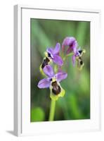 Sawfly Orchid Flowering Plant-null-Framed Photographic Print