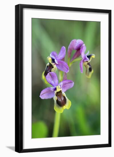 Sawfly Orchid Flowering Plant-null-Framed Photographic Print