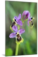 Sawfly Orchid Flowering Plant-null-Mounted Photographic Print