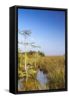 Sawgrass Highlighted in Light, Everglades National Park, Florida, USA-Chuck Haney-Framed Stretched Canvas