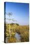 Sawgrass Highlighted in Light, Everglades National Park, Florida, USA-Chuck Haney-Stretched Canvas