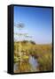 Sawgrass Highlighted in Light, Everglades National Park, Florida, USA-Chuck Haney-Framed Stretched Canvas