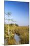 Sawgrass Highlighted in Light, Everglades National Park, Florida, USA-Chuck Haney-Mounted Premium Photographic Print