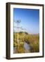 Sawgrass Highlighted in Light, Everglades National Park, Florida, USA-Chuck Haney-Framed Photographic Print