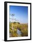 Sawgrass Highlighted in Light, Everglades National Park, Florida, USA-Chuck Haney-Framed Photographic Print