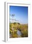 Sawgrass Highlighted in Light, Everglades National Park, Florida, USA-Chuck Haney-Framed Photographic Print