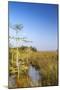 Sawgrass Highlighted in Light, Everglades National Park, Florida, USA-Chuck Haney-Mounted Photographic Print