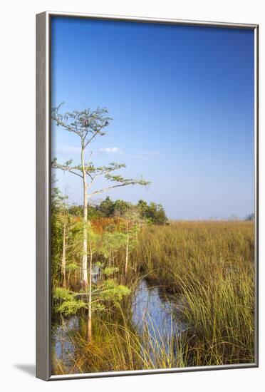Sawgrass Highlighted in Light, Everglades National Park, Florida, USA-Chuck Haney-Framed Photographic Print