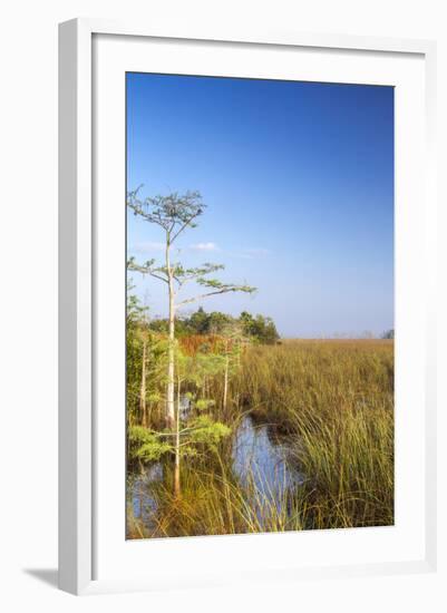 Sawgrass Highlighted in Light, Everglades National Park, Florida, USA-Chuck Haney-Framed Photographic Print