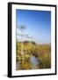 Sawgrass Highlighted in Light, Everglades National Park, Florida, USA-Chuck Haney-Framed Photographic Print