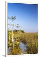 Sawgrass Highlighted in Light, Everglades National Park, Florida, USA-Chuck Haney-Framed Photographic Print