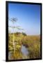 Sawgrass Highlighted in Light, Everglades National Park, Florida, USA-Chuck Haney-Framed Photographic Print