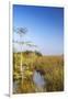 Sawgrass Highlighted in Light, Everglades National Park, Florida, USA-Chuck Haney-Framed Premium Photographic Print