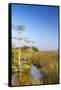 Sawgrass Highlighted in Light, Everglades National Park, Florida, USA-Chuck Haney-Framed Stretched Canvas