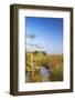 Sawgrass Highlighted in Light, Everglades National Park, Florida, USA-Chuck Haney-Framed Photographic Print