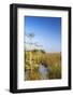 Sawgrass Highlighted in Light, Everglades National Park, Florida, USA-Chuck Haney-Framed Photographic Print