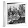 Sawmill, California, 19th Century-Theroud-Framed Giclee Print